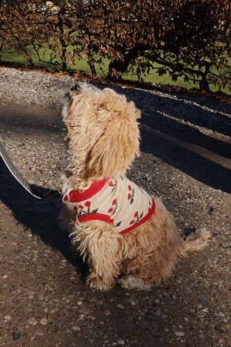 KS6358 - CHERRY KNIT DOG VEST - CHERRY - Extra 1.jpeg