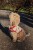 KS6358 - CHERRY KNIT DOG VEST - CHERRY - Extra 1.jpeg